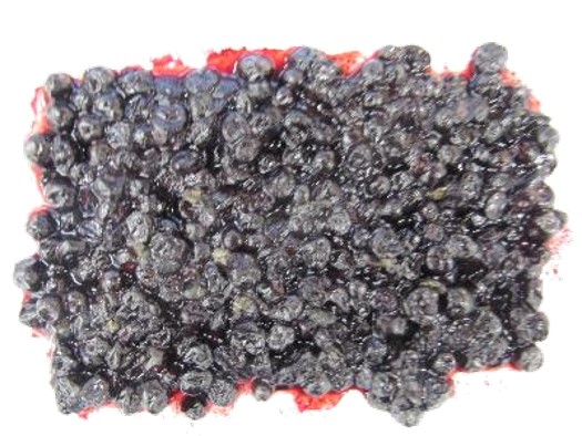 Can you spot the fruit flies in these frozen blueberries?
