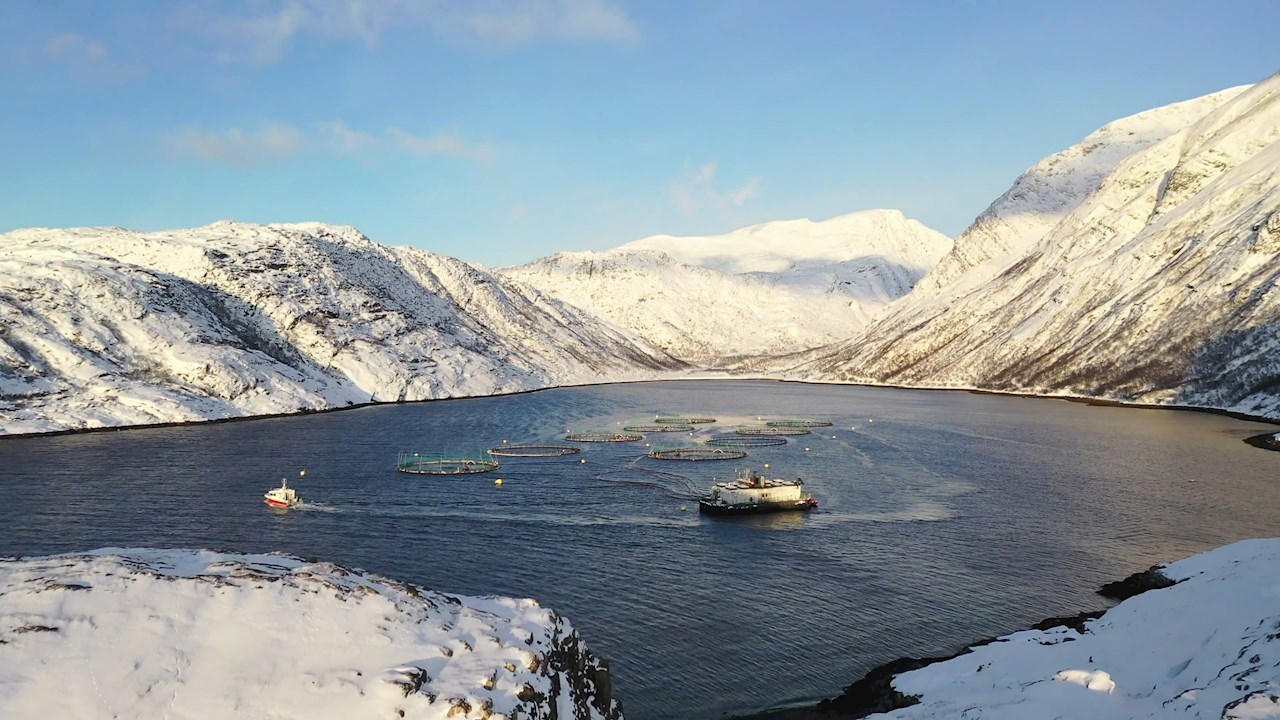 ABB ir Microsoft sprendime dirbtinis intelektas padeda auginti lašišas tvariau