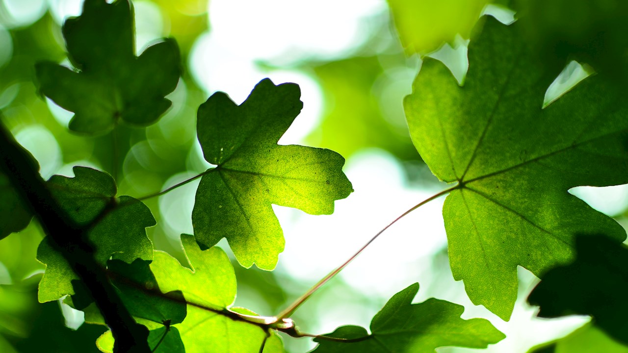 ABB hosts a virtual webinar exploring SF6-free technology AirPlus 