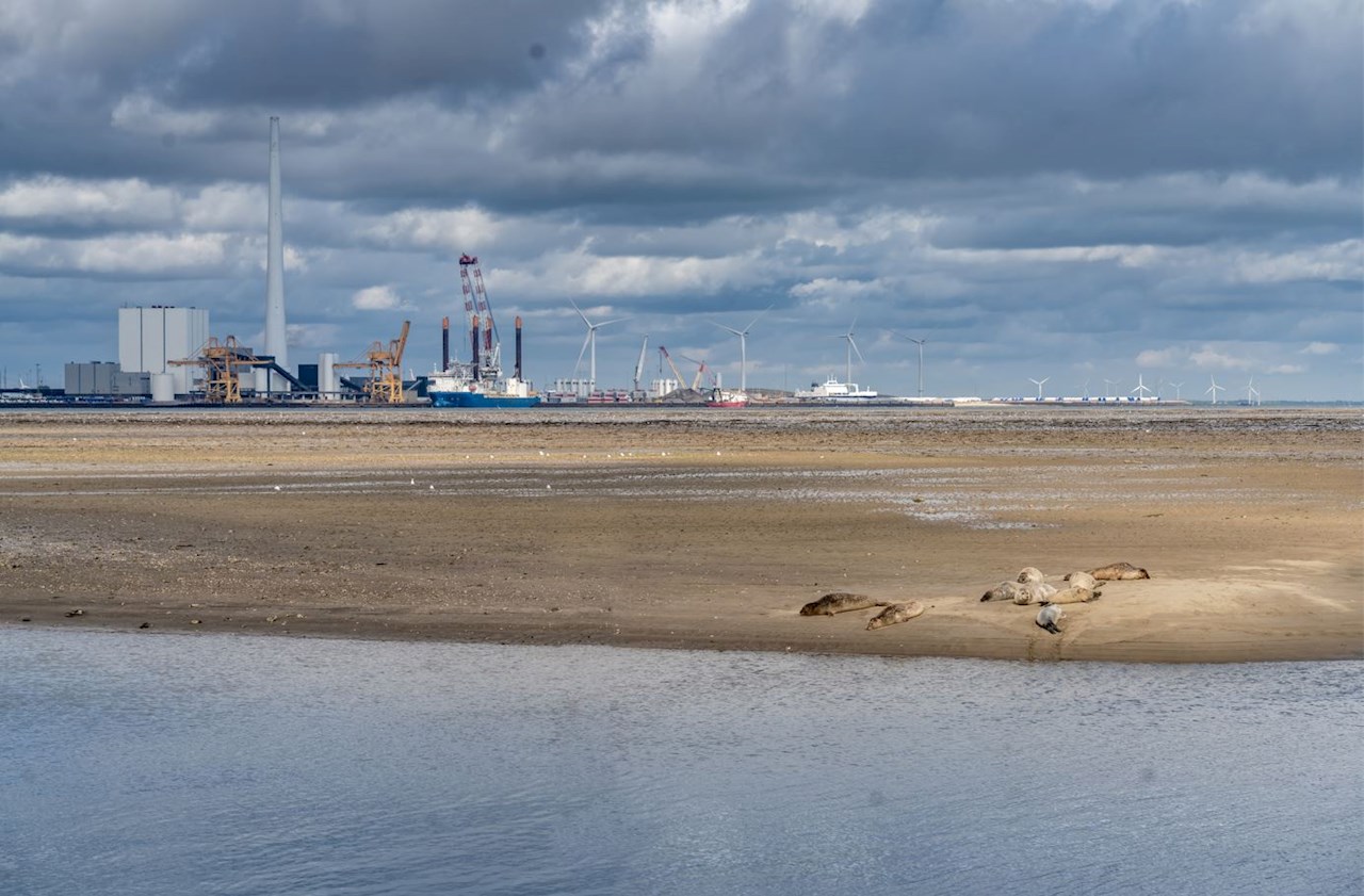 Byen Esbjerg og varmeproduktionsanlæggene ligger tæt på dyrelivet i Vadehavet. Foto: AdobeStock
