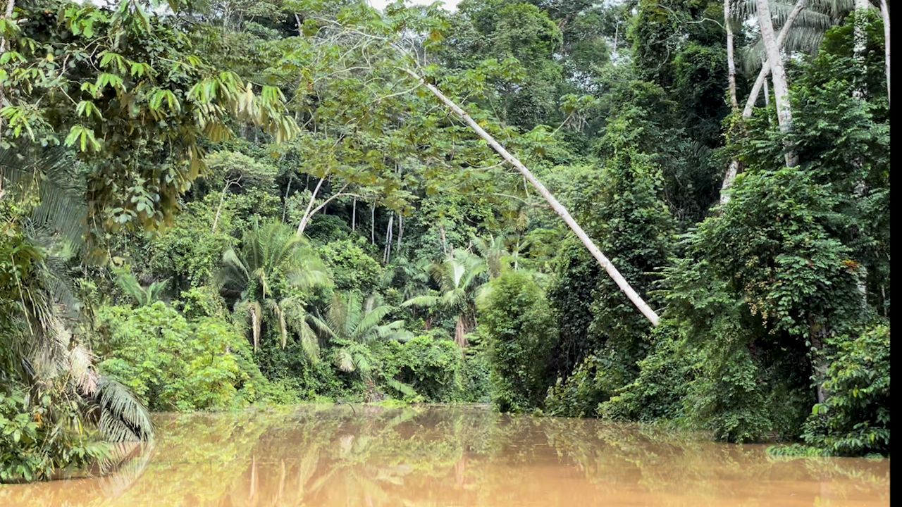 Weltweit abgeschiedenster Roboter automatisiert Wiederaufforstung im Amazonas