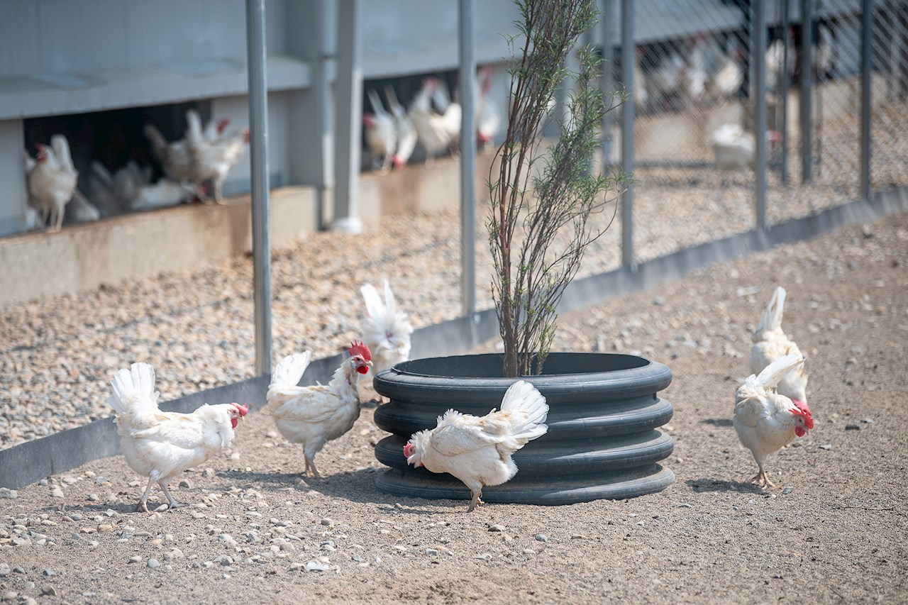 Achieving better animal welfare, reducing food waste and cutting carbon emissions to achieve carbon-neutral egg production. Photo: Jared Christiansen
