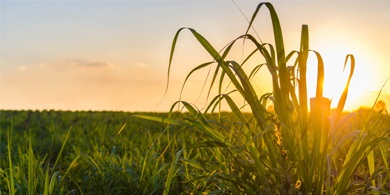 The Santa Matilde plant belongs to Compania Azucarera Hondureña S.A., founded in 1938 and is one of the largest sugar companies in Honduras, Central America.
