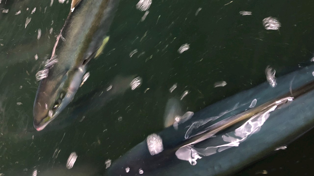 Producing high quality fish in a sustainable way