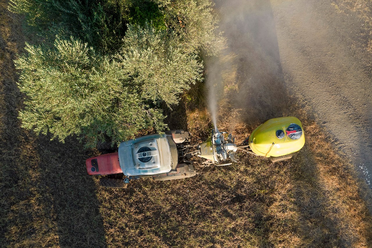 Insecticide treatment for an olive plantation