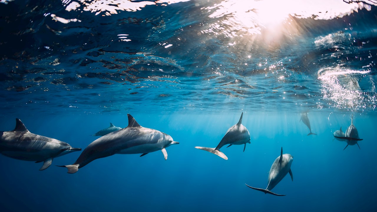 More efficient ships will alleviate alarm on underwater noise