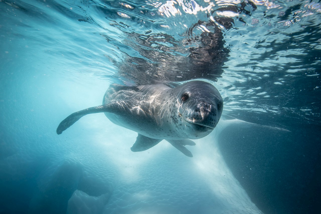 Global ship noise cuts across the biosonar sound pulses
seals rely on not only for navigation, but also for hunting, social
interaction, and sensing their environment. Image credit: Adobe Stock