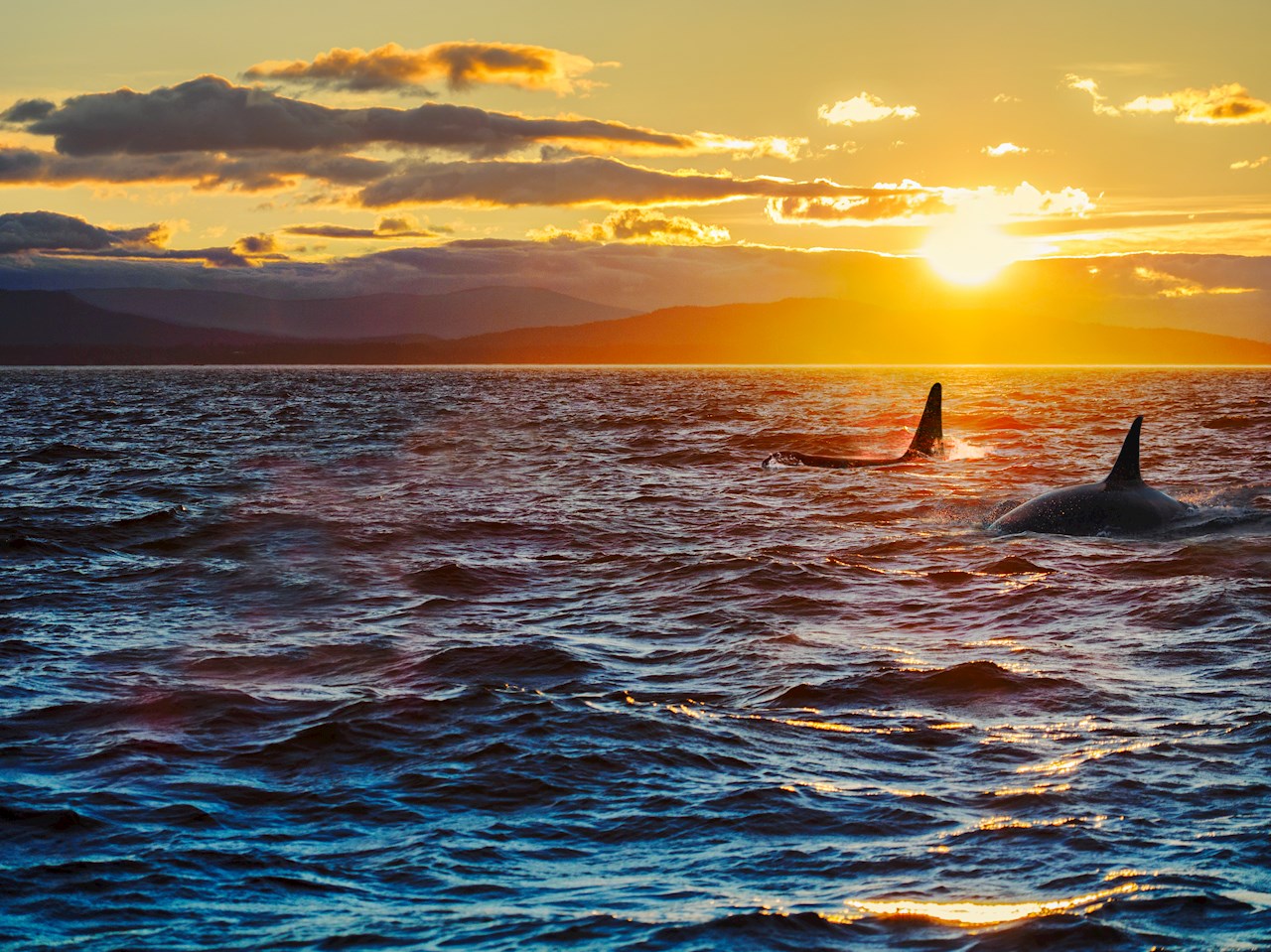 The crossing between Vancouver Island and the British Columbia mainland takes in iconic views of coastal mountains, dense forests, and deep waters whose biodiversity includes endangered Southern Resident killer whales, seals and more than 250 identified species of fish.
Image credit - Adobe Stock