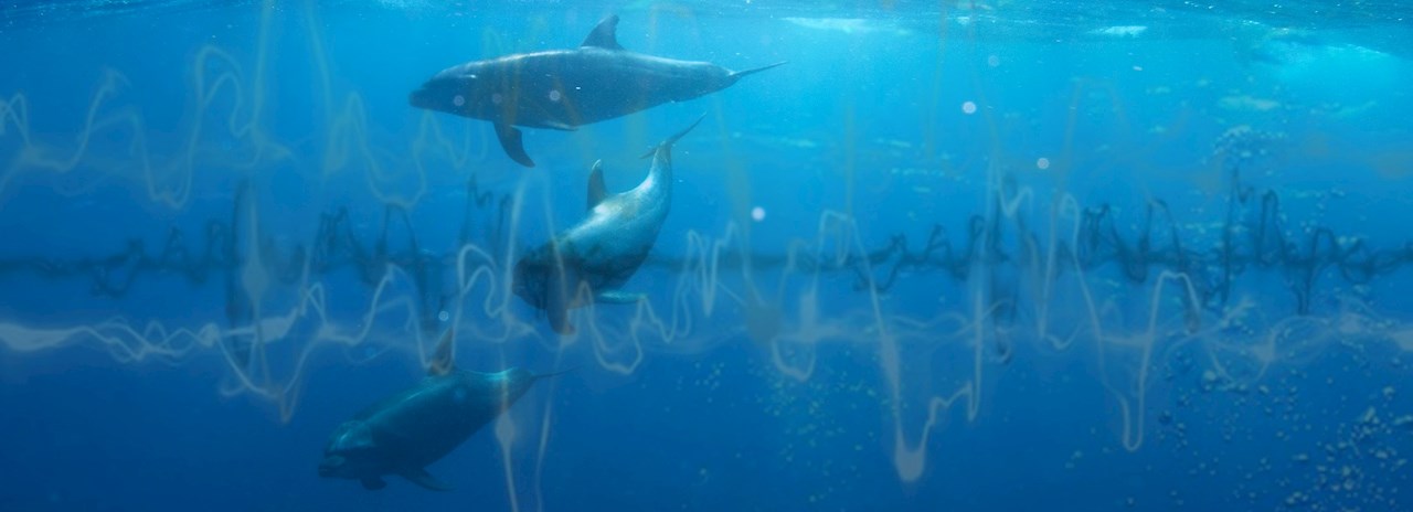 The Global Partnership for Mitigation of Underwater Noise from Shipping (GloNoise Partnership) project is part of broader efforts by the International Maritime Organization (IMO) to address the impacts of underwater noise on marine life. Image credit: IMO
